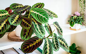 Image result for maranta