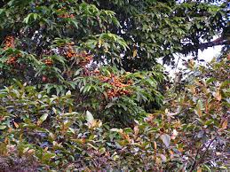 Image result for Pycnanthus