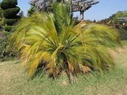 Image result for Macrozamia johnsonii