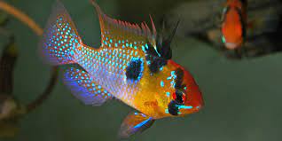 Check spelling or type a new query. Blue Ram Cichlid Care Guide The Aquarium Guide