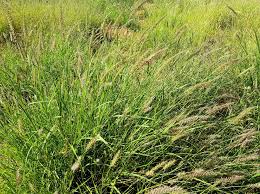 Image result for Cenchrus ciliaris