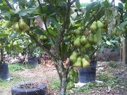 Jual bibit tanaman vanili di bogor jabar. Jual Bibit Tanaman Buah Jasa Pembuatan Taman Adam Flora