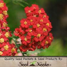Amazon Com 250 Flower Seeds Red Yarrow Achillea Millefolium Rubra Seeds By Seed Needs Patio Lawn Garden Achillea Millefolium Flower Seeds Achillea