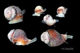 Image result for Gnidia inconspicua