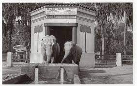 Jax Zoo 1926 Vintage Florida Old Florida Zoo Pictures