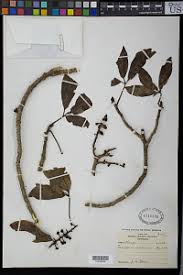 Image result for Astropanax myrianthus