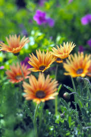 It is home to a beautiful world of flora and fauna. African Daisy Better Homes Gardens