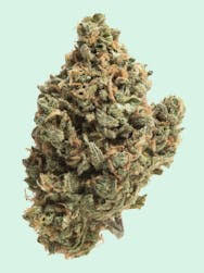 Bruce Lee Weed Strain Information
