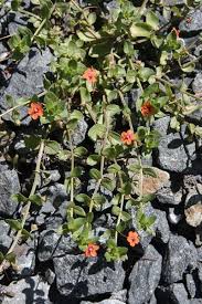 Image result for Anagallis barbata
