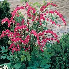 Bleeding Heart Flowers And Bulbs Veseys Bleeding Heart Shade Perennials Fall Plants