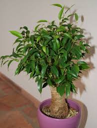 Image result for Ficus benjamina