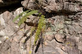 Image result for Cheilanthes inaequalis
