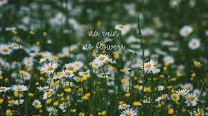 Grunge rose aesthetic desktop wallpapers top free grunge rose. No Rain No Flowers Eco Friendly Toilet Orange Flower Photos