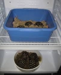 Was passiert wenn schildkröten keine win. Winterschlaf Befo Kurs Website