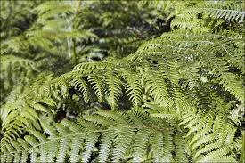 Image result for Pteridium aquilinum