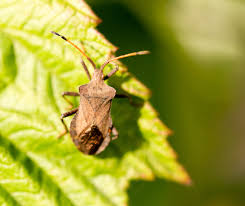 At honest pest solutions we are a full service pest control company. Pest Control In Dacula Ga Proactive Pest Control