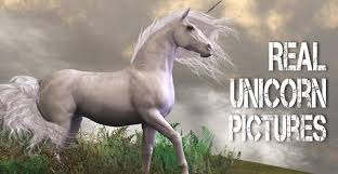 You can find these unicorns late at night, i'd say around 3am, in your backyard. Real Unicorn Pictures A Visual Collection Of Unicorn Through History Unicorn Lovers Store