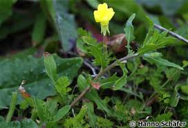Image result for Oenothera indecora