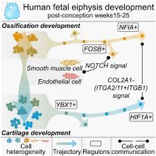 Solved The Presence Of An Epiphyseal Line Indicates A) | Chegg.Com