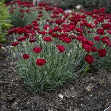 Image result for Dianthus