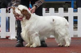 Brittany puppies for sale victoria east melbourne 8002 pets and animals more info. Clumber Spaniel Dog Breed Information And Pictures Petguide Clumber Spaniel Dog Breeds Medium Dog Breeds