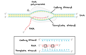 Transcription An Overview Of Dna Transcription Article