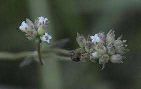 Image result for Kohautia cynanchica