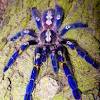 Is typhochlaena seladonia an illegal tarantula species? Https Encrypted Tbn0 Gstatic Com Images Q Tbn And9gcr2ey8o5tnah 0ykhikfjj37ryhqdb73txvzirdik0 Usqp Cau