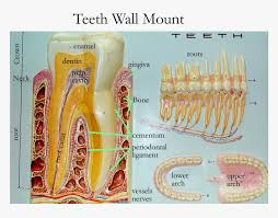 Illustration stock et découvrir des illustrations similaires sur adobe stock. Teeth Anatomy Model Labeled Hd Png Download Transparent Png Image Pngitem