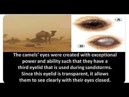 How fast can a camel drink? Camel Exceptional Eyes Power Youtube