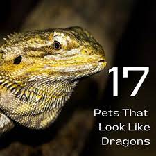 17 Pets You Can Legally Own That Look Like Dragons Pethelpful