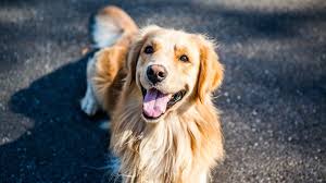 Image result for zlatý retrívr