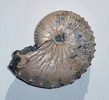 2,300 fossilized ammonite products are offered for sale by suppliers on alibaba.com, of which crystal crafts accounts for 6%, feng shui crafts accounts for 3%, and sculptures accounts for 1. Ammonoidea Wikipedia