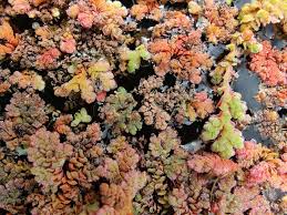 Image result for Azolla filiculoides