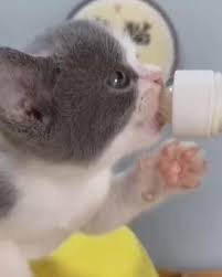 Un Petit Chaton Video Cat Tags Pets Cats Happy Cat
