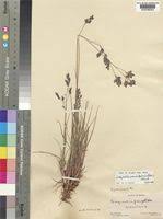 Image result for Eragrostis paniciformis