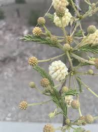 Image result for Acacia kirkii