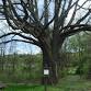 The Swamp Oak and the Historic Story Behind It