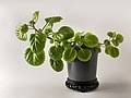 In a garden, the plant can also grow as a carpet beneath. Plectranthus Verticillatus Wikipedia