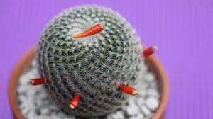 Cacti and succulents, tolerant and low maintenance plants, are ideal for busy people and indoor spaces. How To Harvest Seeds From Cactus Fruit With Sucs For You Youtube