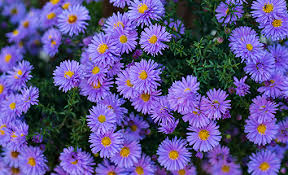 Image result for Aster