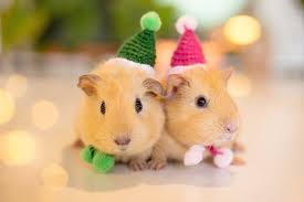 The data processing for the purpose of sending the newsletter takes place under art. Adorable Knitted Hats For Tiny Pets