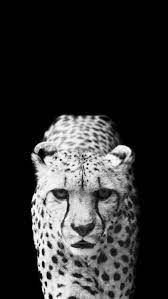 Cool Leopard Dark Animal Wallpaper Iphone 8 Wallpaper Animal Wallpaper Cheetah Wallpaper Cheetah Background