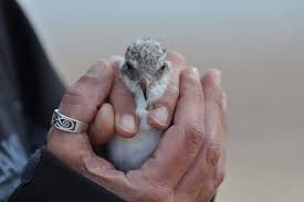 It's a hunters' reunion when the crew joins forces with bobby (guest star jim beaver), ellen (guest star samantha ferris) and jo (guest star alona tal) for what could be their last night on earth. Alona Charuvi A Charuvi Twitter