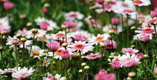 In welchem zustand befindet sich der garten, wie ist die bodenbeschaffenheit und ist es eher sonnig oder schattig? Garten Neu Anlegen Anleitung Ideen Tipps Fur S Gestalten