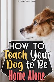 How To Train Your Dog To Stay Home Alone 7 Steps Love Of A Pet In 2020 Best Dog Toys Training Your Dog Hunting Dog Collars