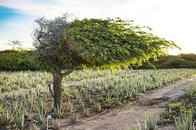 Image result for Libidibia coriaria