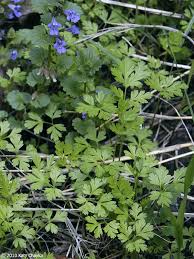 Image result for Torilis