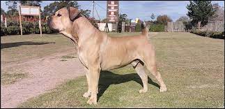 Boerboel Wikipedia