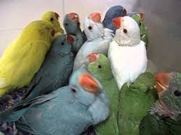 Indian Ringneck Babies In Many Colors At Tropic Island Bird Supply